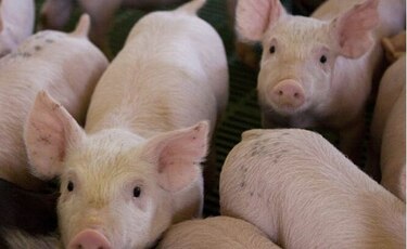 Alerta sanitaria: prohíben entrada a Panamá de material genético y productos derivados de cerdo