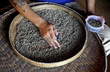 Pimienta camboyana conquista el mundo culinario