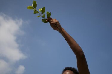 El cambio climático encoge las hojas de las plantas, según un estudio