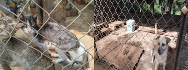 Más de 140 animales fueron encontrados en condiciones insalubres en un refugio clandestino en Arraiján