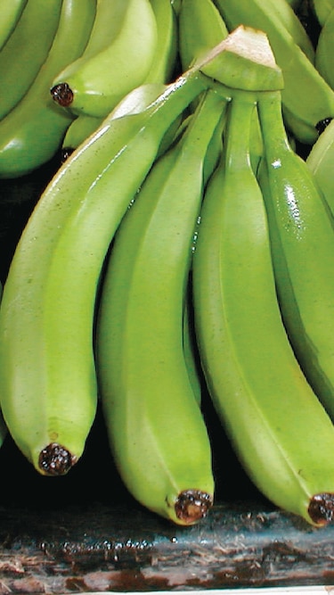 Producción de Barú potencia exportación del ‘oro verde’