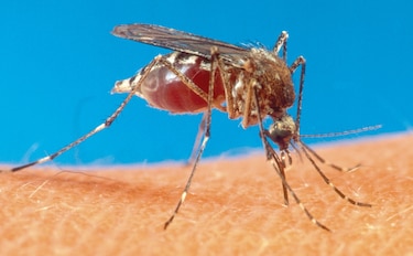 Cuando el hombre envía mosquitos a combatir