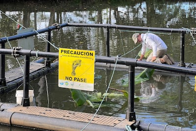 Investigadores consideran que corredor Panamá-Costa Rica protegería manatíes en extinción