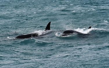 Avistan orcas por primera vez en el estrecho de Mesina