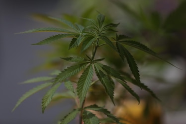Estados Unidos dará histórico paso al clasificar la marihuana como una droga de bajo riesgo