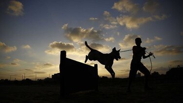 Los perros callejeros de  Gaza ya tienen un refugio
