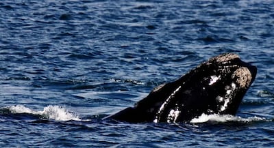 Mortalidad de ballenas francas australes en Chubut preocupa a científicos