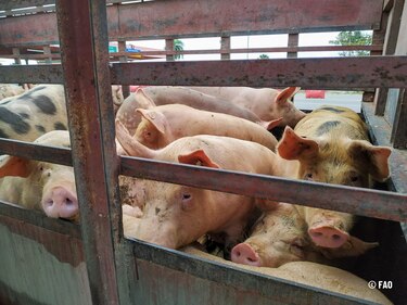 Nace comisión para supervisar la industria porcina tras crisis del agua en Azuero