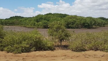 Investigan tala de mangles en zona costera de Los Santos