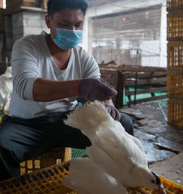 Aumento de víctimas por gripe H7N9 demanda vigilancia constante