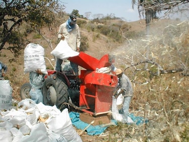 Maiceros exigen al Gobierno pago de incentivos agrícolas al Gobierno
