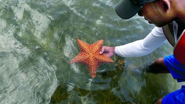 Descubren cómo las estrellas de mar se quedan sin brazos para escapar de los depredadores