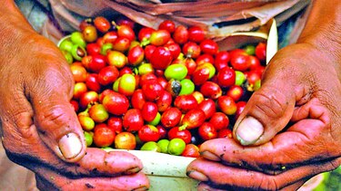 Aumentan ventas de café hondureño