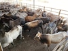 El espejismo del TPC: por qué la carne bovina y porcina panameña siguen excluidas del mercado estadounidense