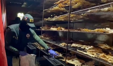 Crimen acecha la biodiversidad: tráfico de carne de cocodrilo, minería ilegal y tala