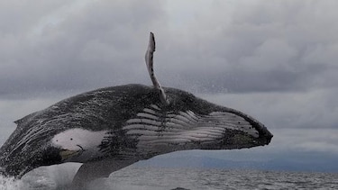 Temporada de avistamiento de ballenas en Panamá