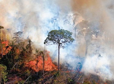 ‘2020, el peor año para el Amazonas por incendios’ 
