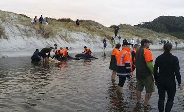 Devuelven al mar a seis ballenas varadas en Nueva Zelanda