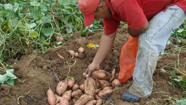 CIAT de Colombia evaluará camote cosechado en Azuero