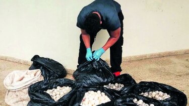 $600 de multa por extraer huevos de tortuga