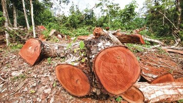 Crimen gira su mirada hacia el medio ambiente