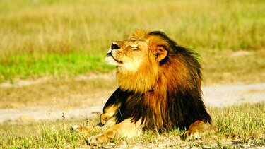 Dos especies de leones, en peligro