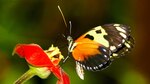 El vuelo de las mariposas se recorta