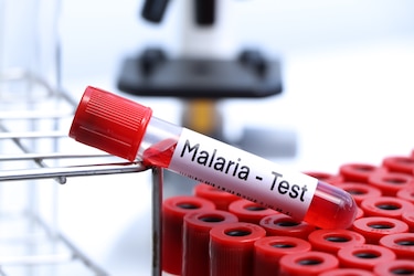 Costa Rica celebra reducción del 94.5% en los casos de malaria durante 2025