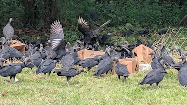 Detectan otro vertedero clandestino con animales muertos cerca del aeropuerto; alertan de riesgo para las operaciones aéreas