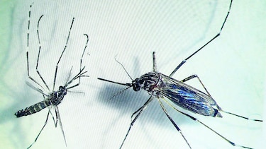 Salud investiga caso sospechoso de virus chikungunya en Panamá