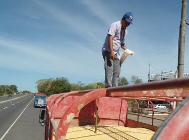 Maiceros denuncian que los importadores no están comprando el grano nacional