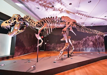 Subasta de un dinosaurio podría alcanzar $8 millones