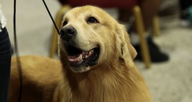 'Perrotón Benji 2016', un campamento para las mascotas