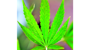 Uruguay tendrá su museo del cannabis