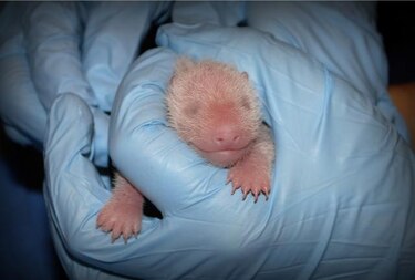 Bebé panda que nació en zoo de Washington está 'muy enérgico'