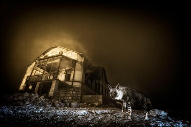 La historia de la foto ‘perfecta’ que tomó una década capturar y otras imágenes ganadoras del premio Fotógrafo de la Vida Silvestre 2025