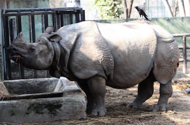 Rinocerontes abatidos en Sudáfrica superan por primera vez los mil en un año