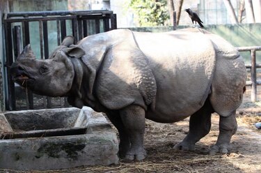 Rinocerontes abatidos en Sudáfrica superan por primera vez los mil en un año
