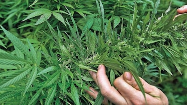 Marlboro entra al negocio de cannabis