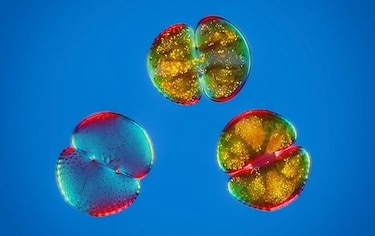 Imágenes ganadoras del concurso FotoCiencia