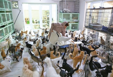 La mujer de los 500 gatos de Omán