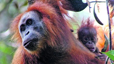 Nueva especie de orangután en Indonesia