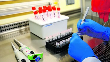 Usarán la bacteria ‘Wolbachia wMel’ contra el ‘Aedes aegypti’