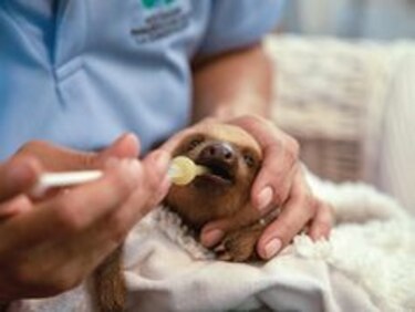 Érase una vez... un perezoso