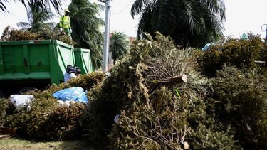 Este miércoles habrá operativo de recolección de árboles de Navidad