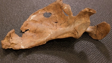 La herida que sugiere que los neandertales eran más violentos de lo que se creía