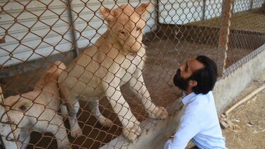 El león como animal de compañía de los ricos en Pakistán