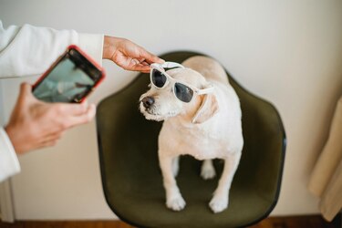 ‘Petfluencers’: los animales triunfan en redes sociales