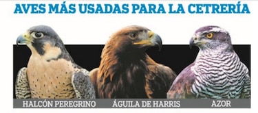 Aeropuerto de Tocumen utilizará halcones para espantar gallinazos