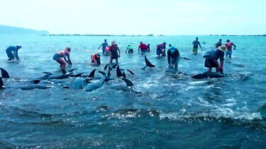 Investigan llegada de delfines a Los Santos